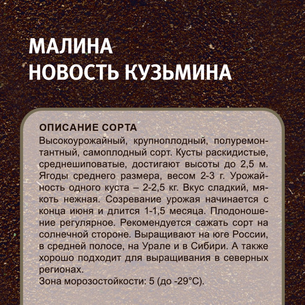 Малина садовая Новость Кузьмина (в тубе)