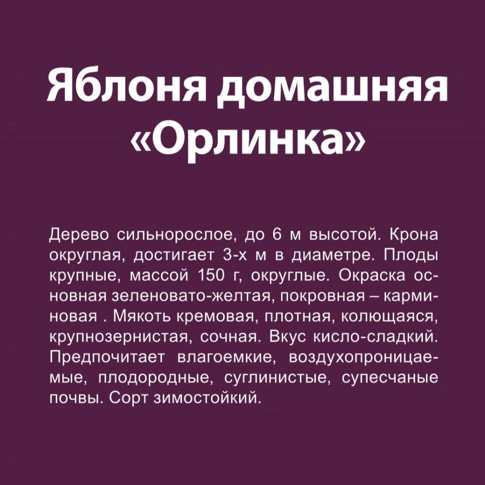 Яблоня домашняя Орлинка (в тубе)