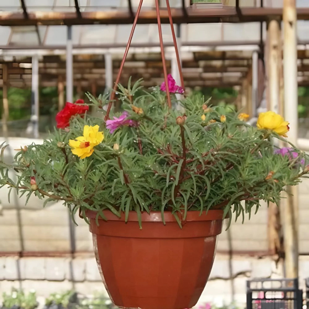 Портулак в кашпо d21 см