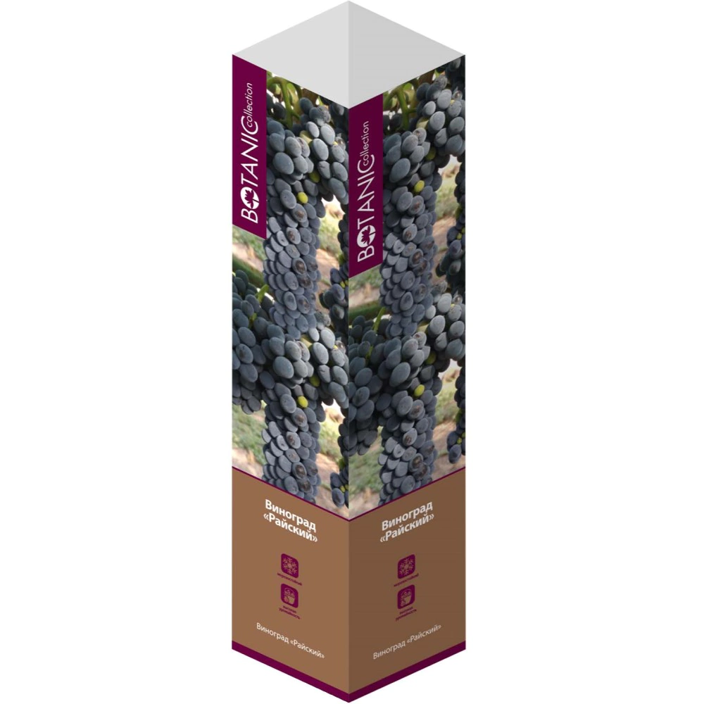 Виноград культурный Райский (в тубе)