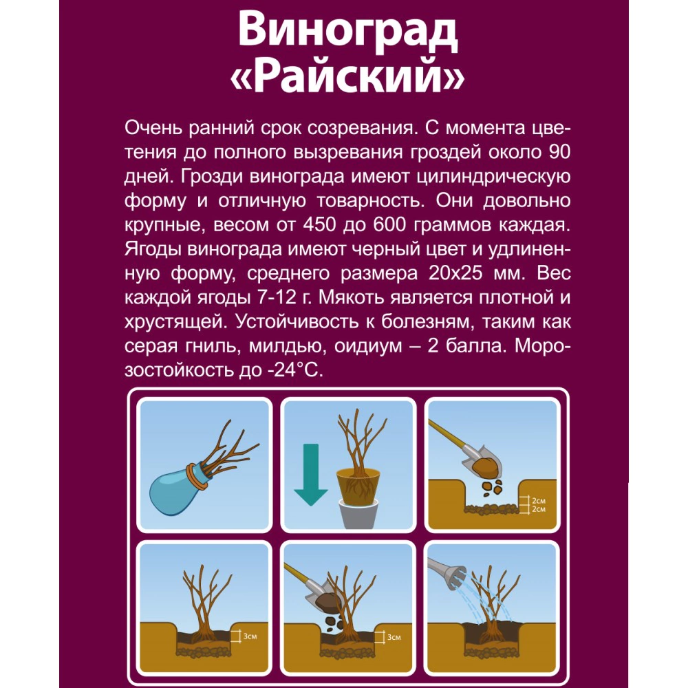 Виноград культурный Райский (в тубе)