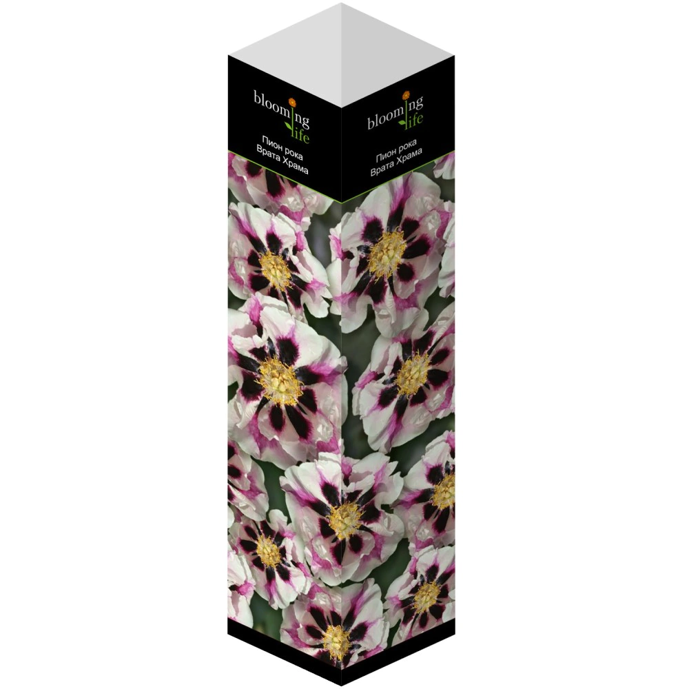 Пион рока Врата Храма (в тубе)