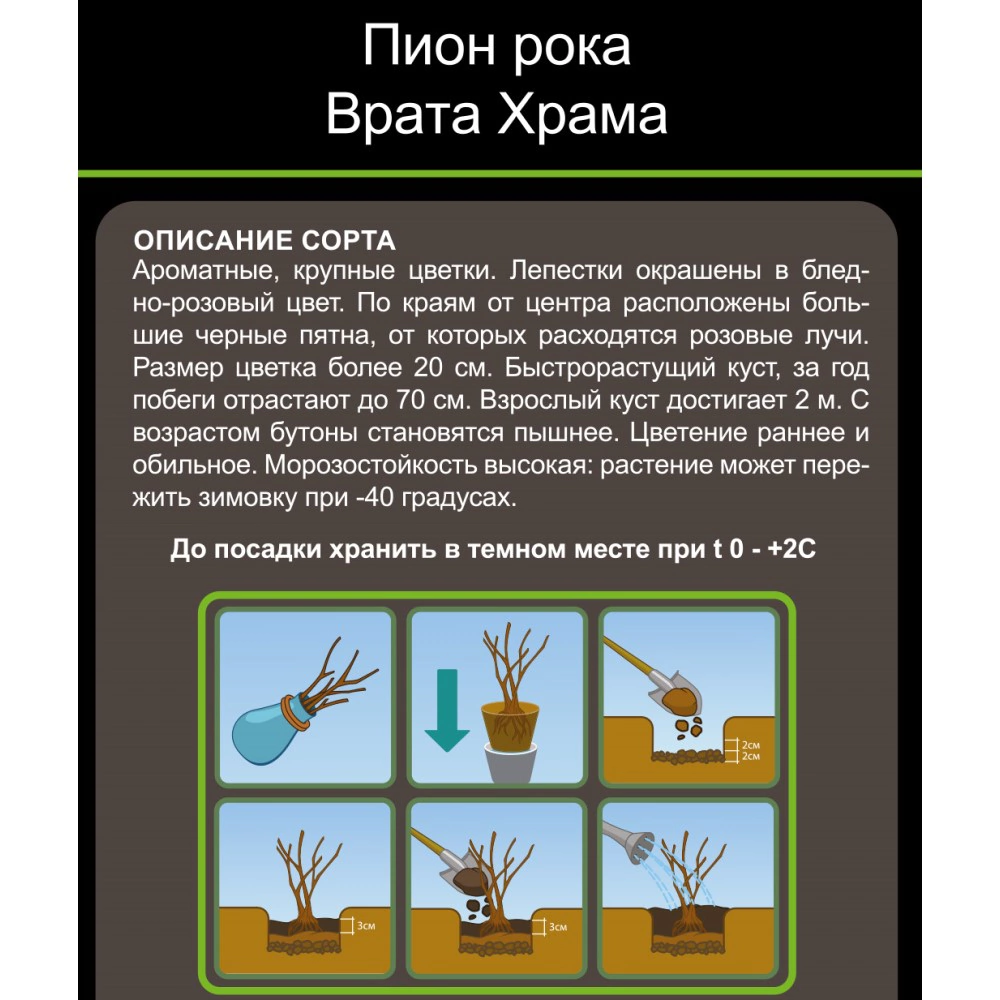 Пион рока Врата Храма (в тубе)