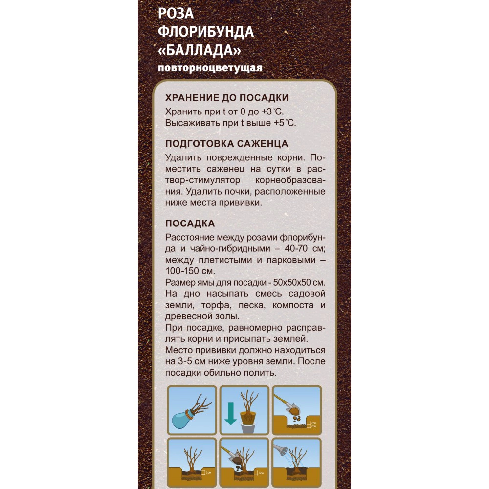 Роза флорибунда Баллада (в тубе)