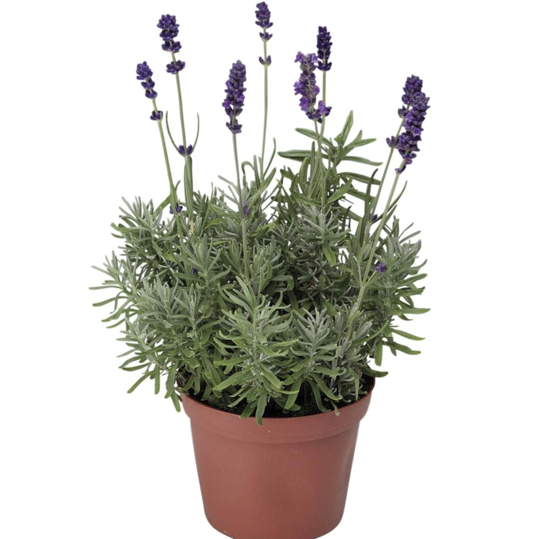 Лаванда узколистная d17/19 см