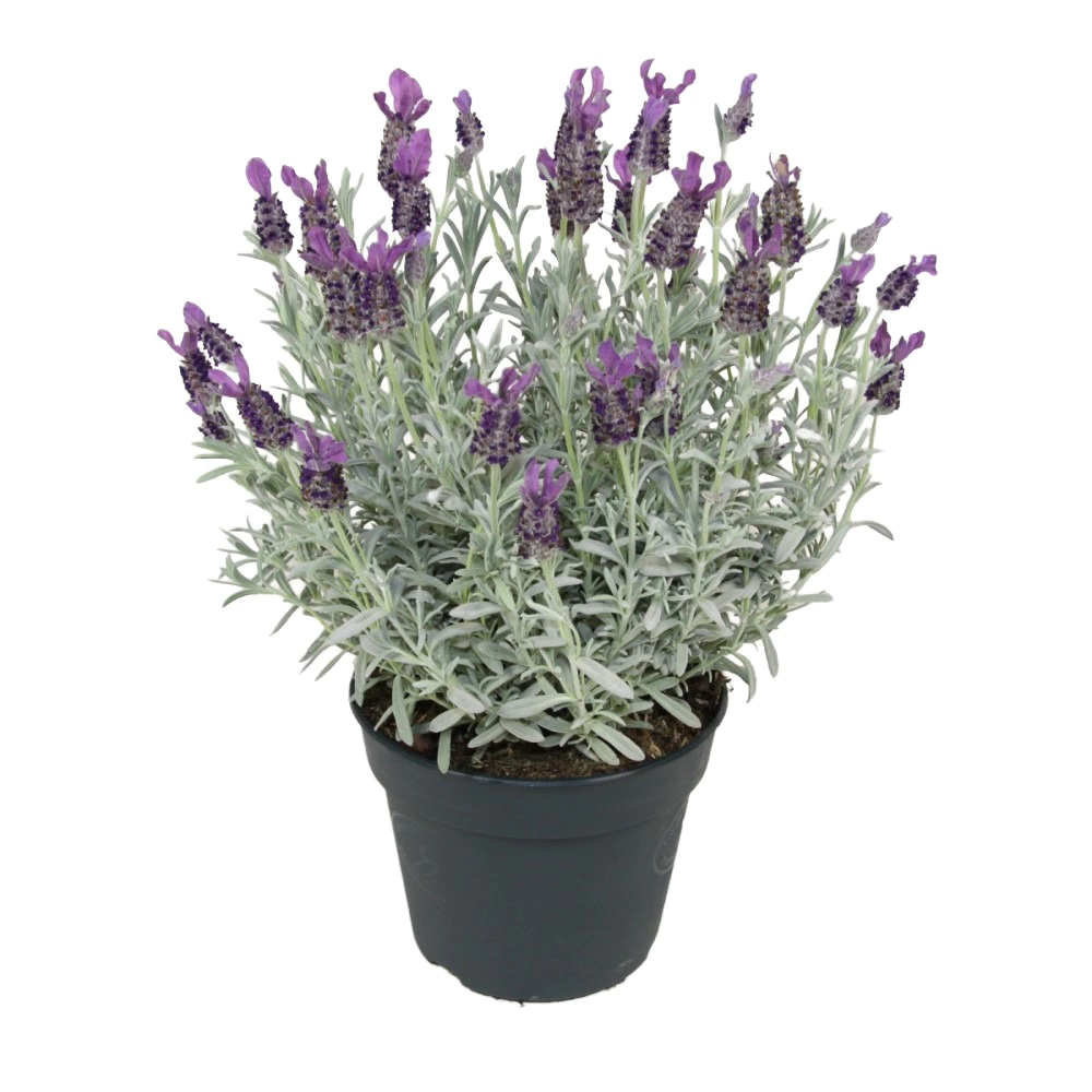 Лаванда широколистная d17/19 см