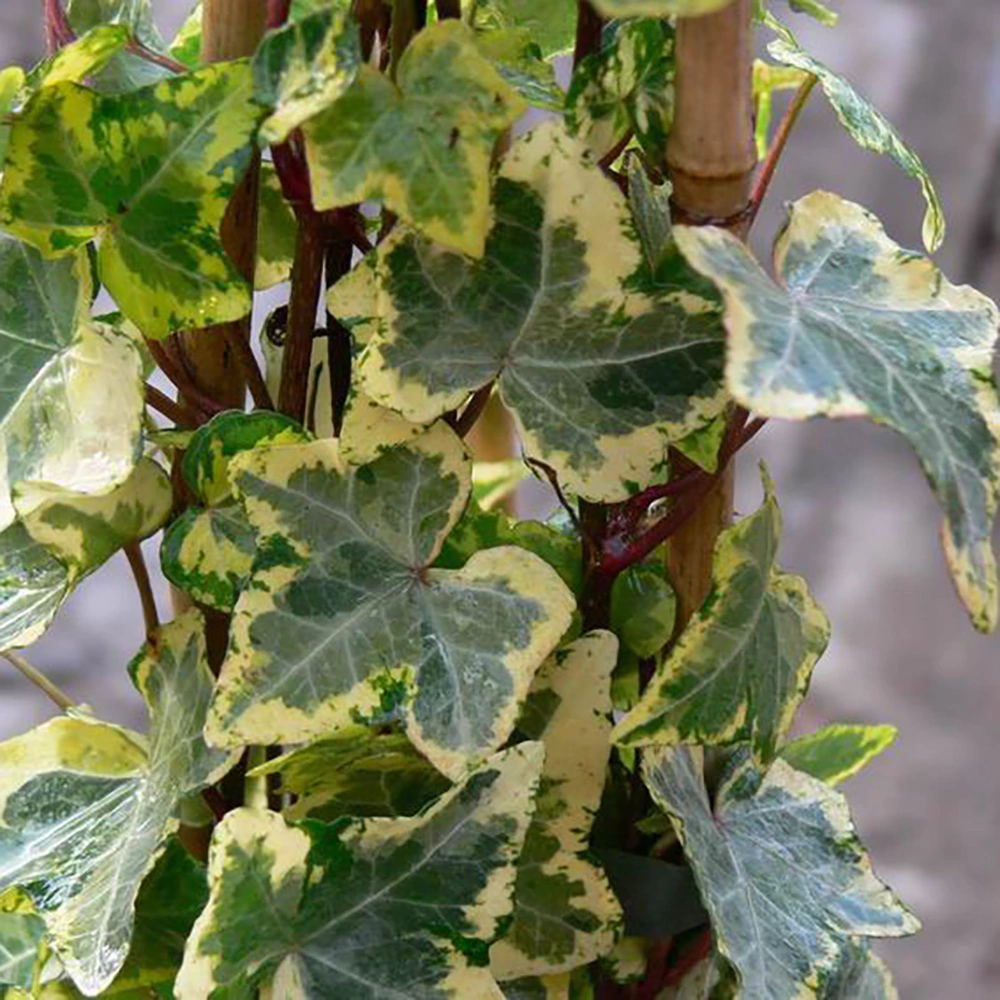 Плющ обыкновенный 'Golden Kolibri' C 2 40-60