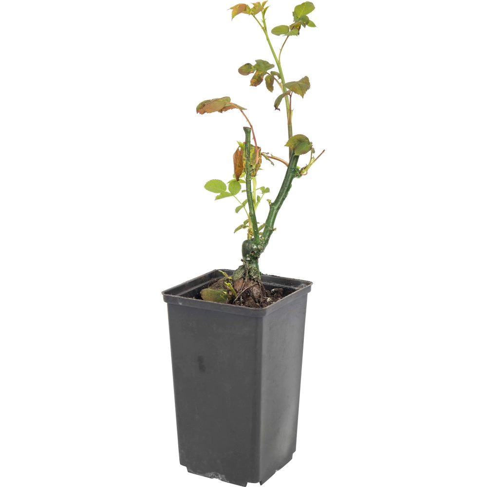 Роза чайно-гибридная Ред Берлин С2