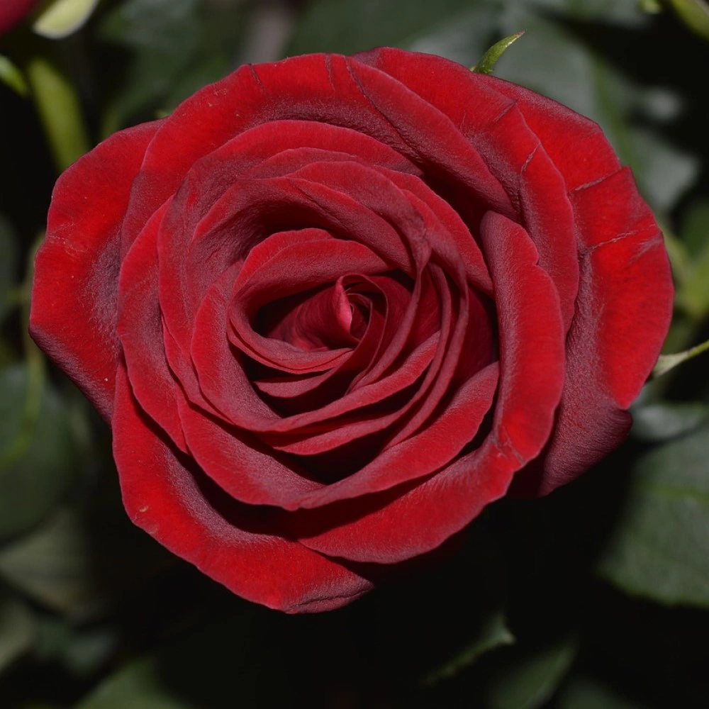 Роза чайно-гибридная Ред Берлин С2