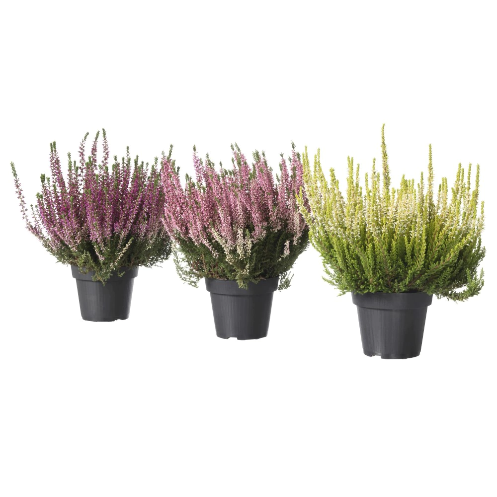 Вереск Гарден Герлз d11 см