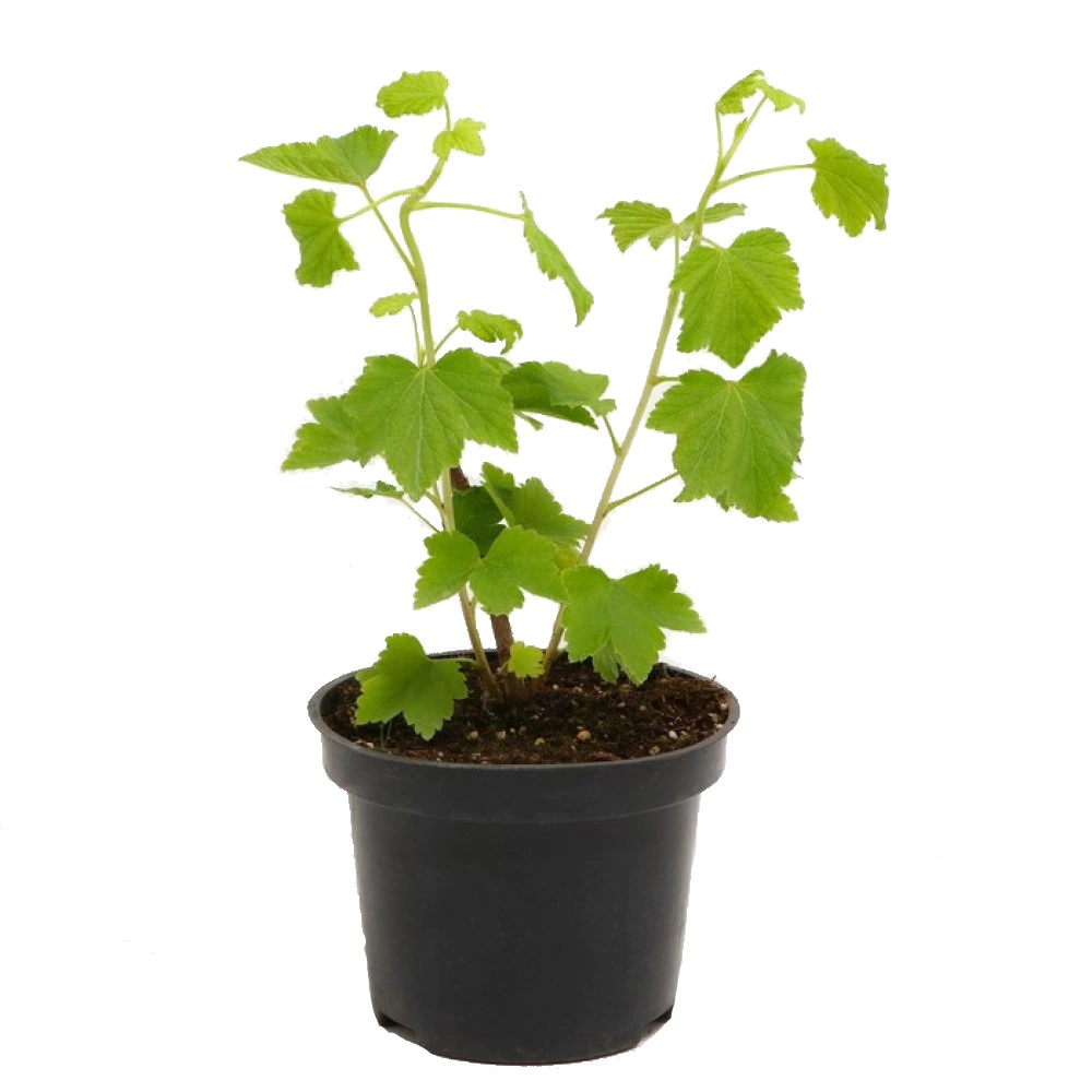 Смородина черная Кентавр d13/17 см