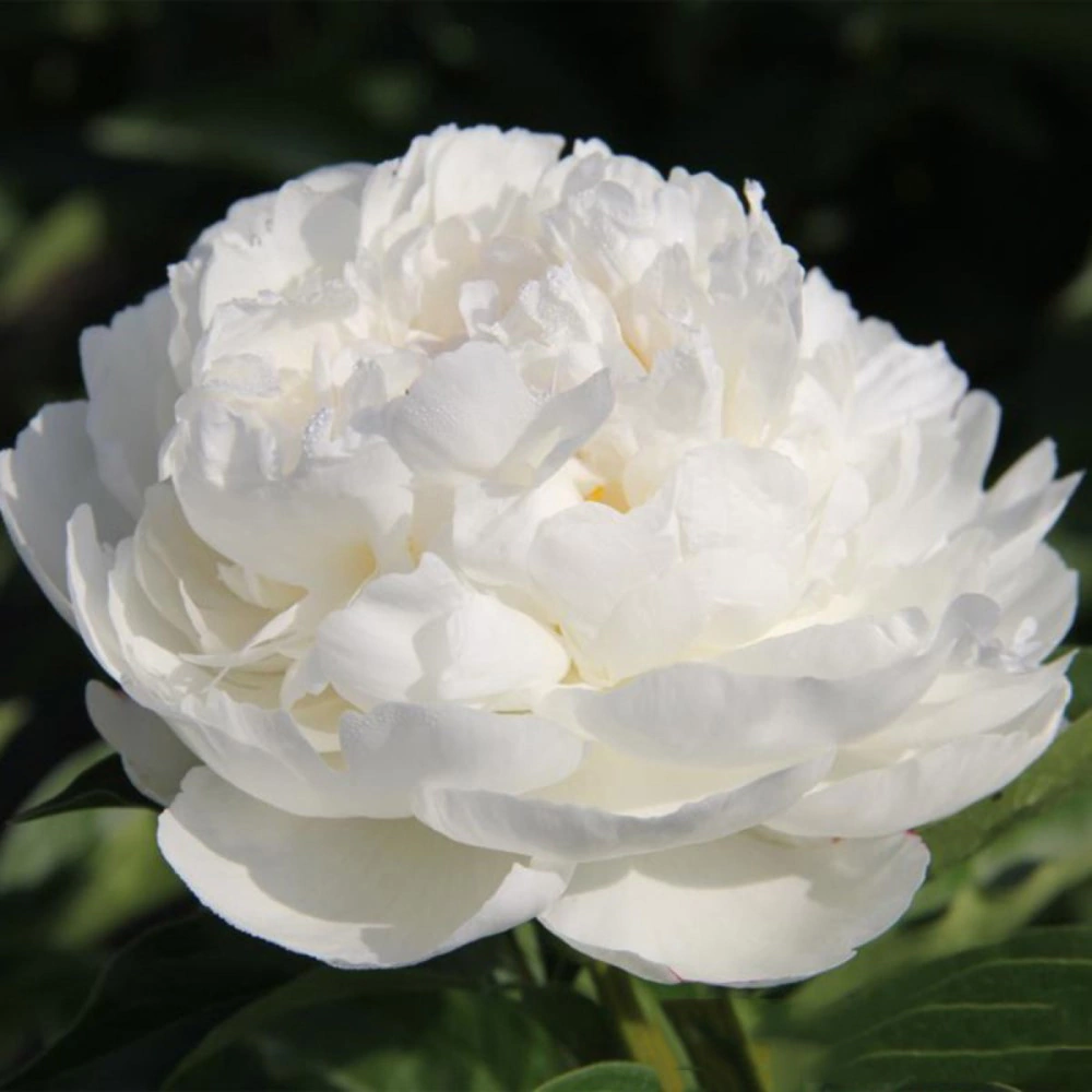 Пион древовидный Снежная Крепость (в тубе)