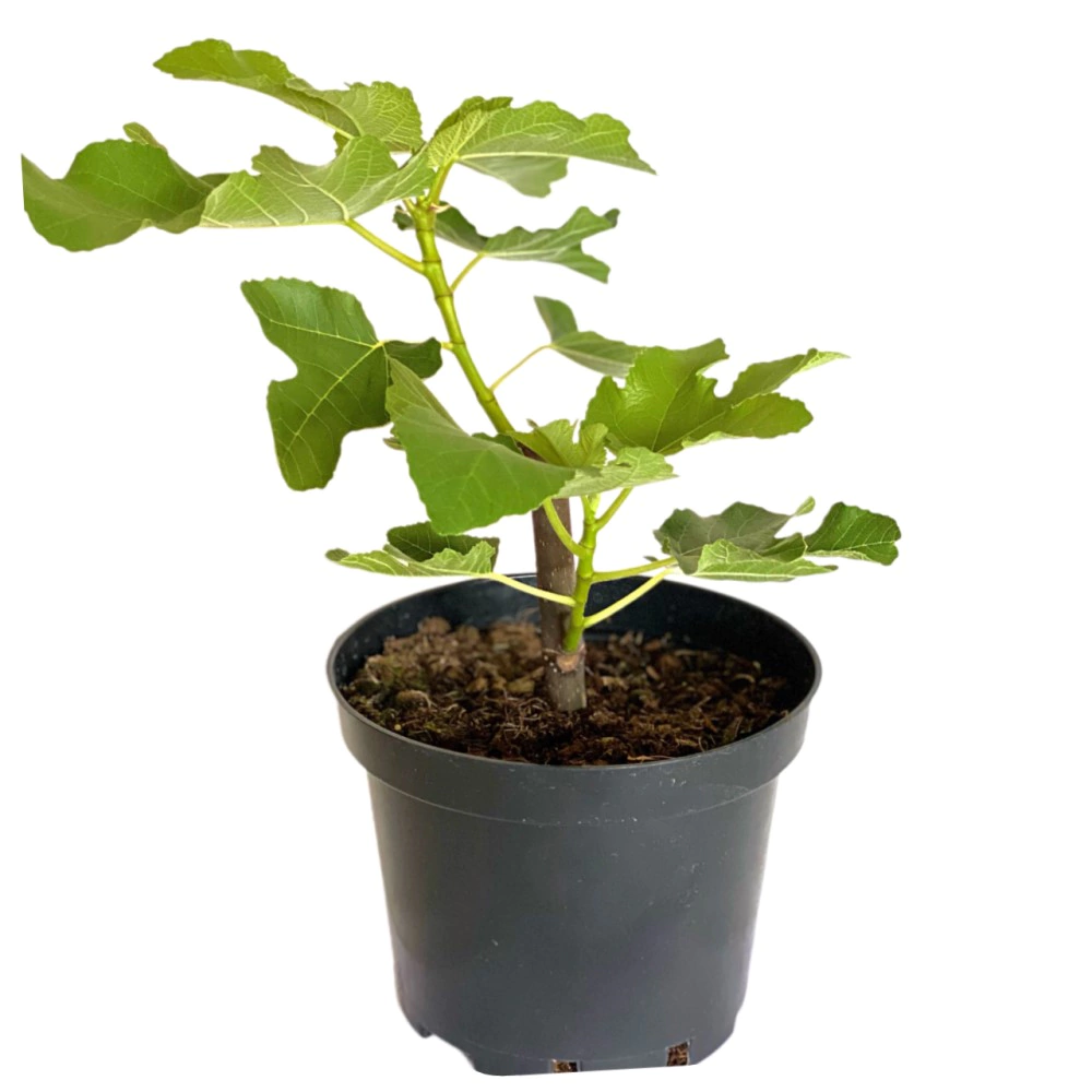 Инжир Турецкий коричневый d17/25 см