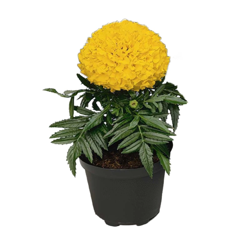 Бархатцы крупные микс d10 см