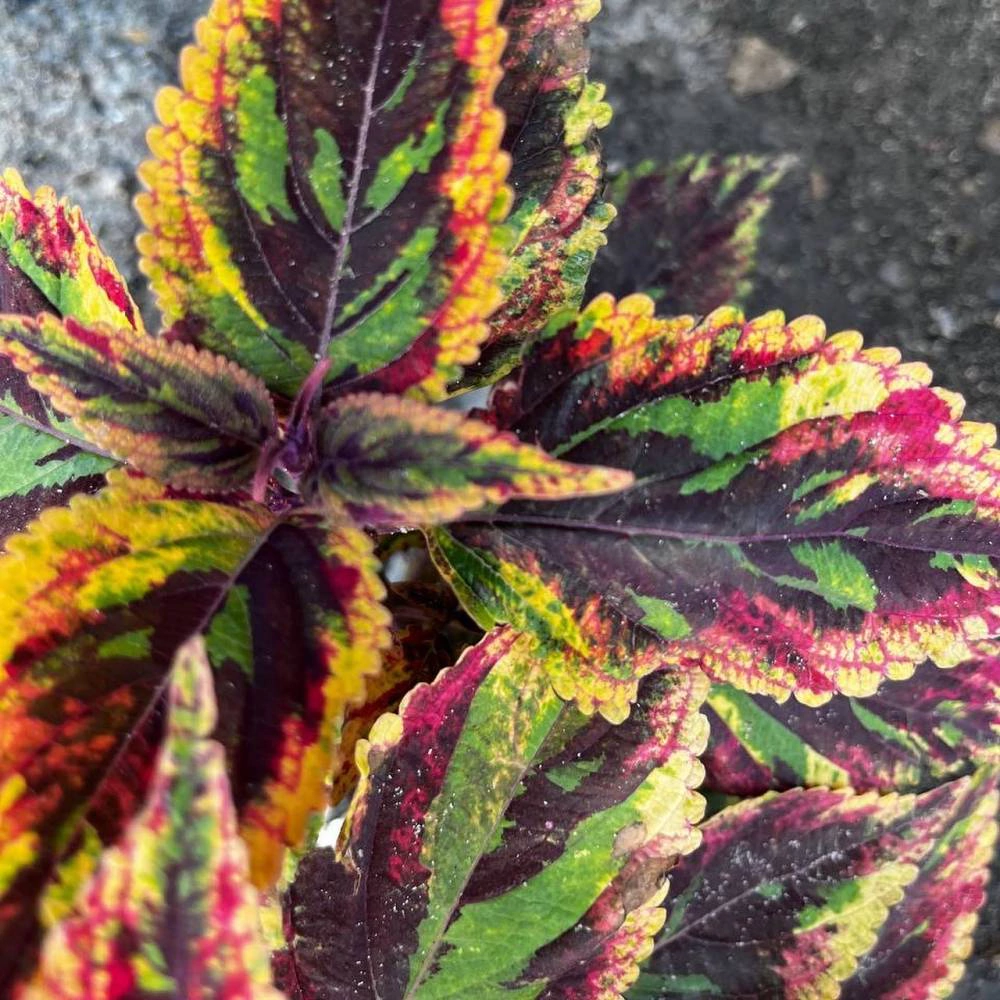 Колеус вегетативный d13 см