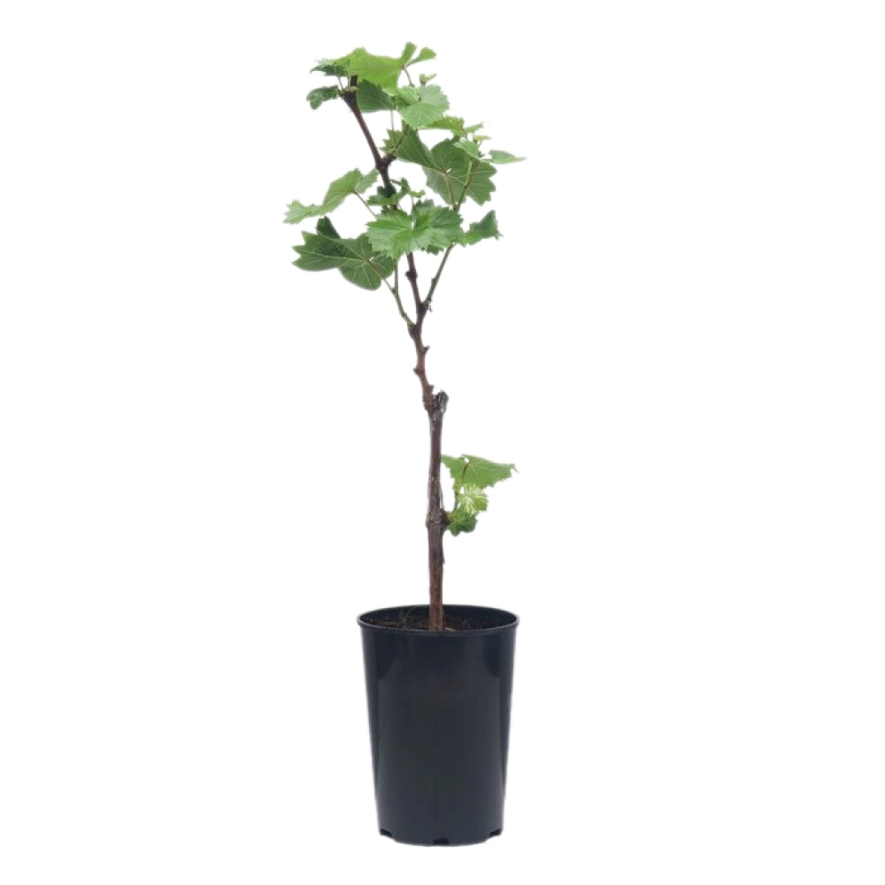 Виноград Рошфор d13/17 см