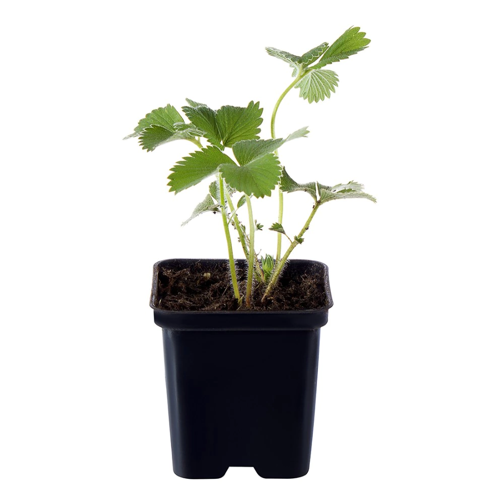 Земляника ремонтантная d9 см