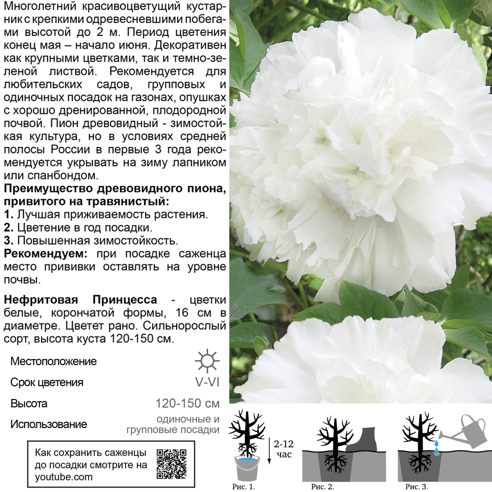 Пион древовидный Нефритовая Принцесса (в тубе)