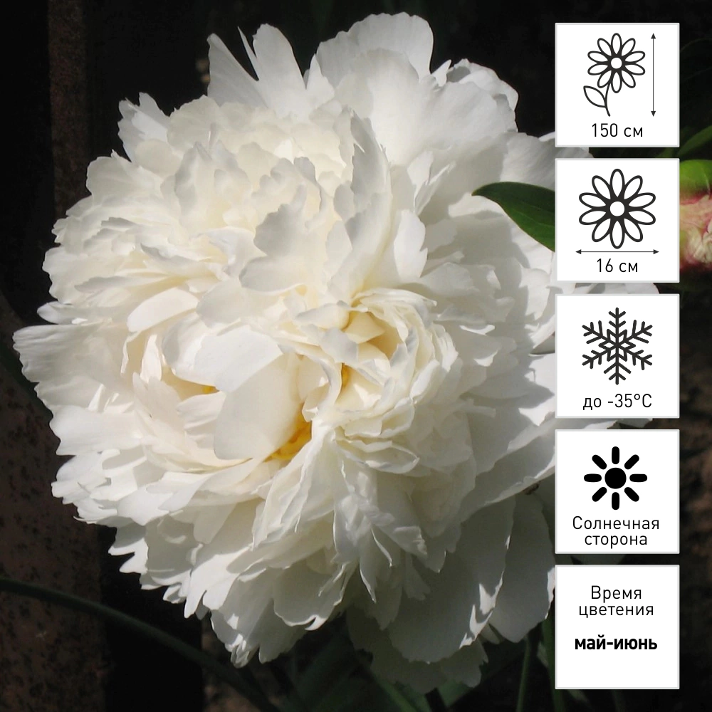 Пион древовидный Нефритовая Принцесса (в тубе)