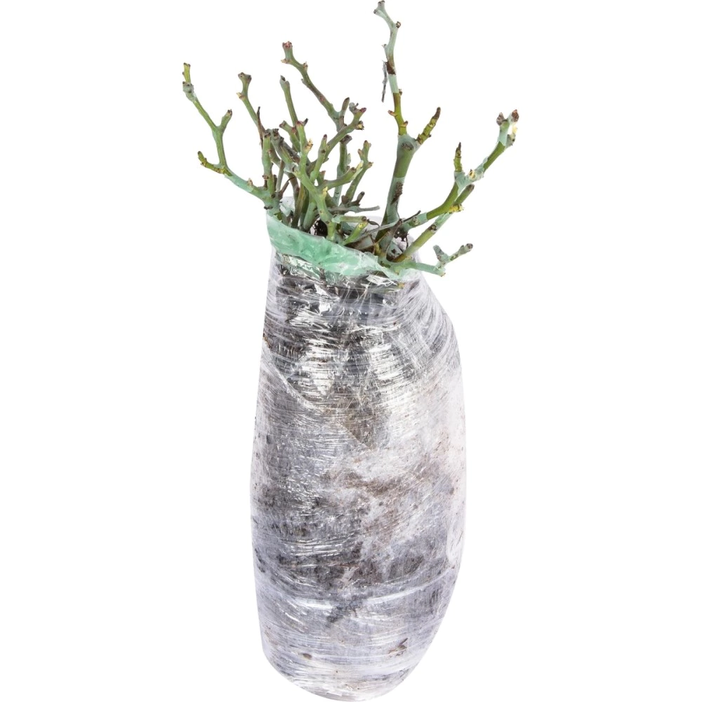 Роза плетистая Рамблер Флер (в тубе)