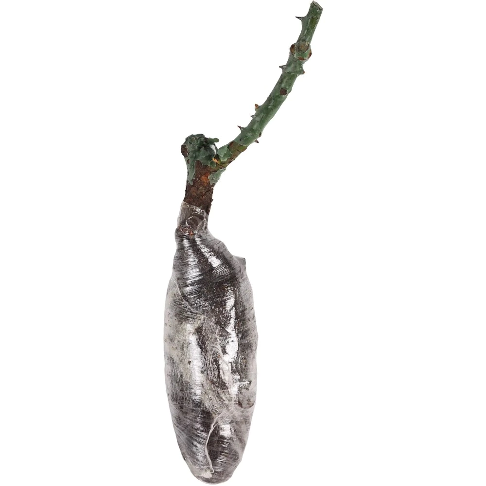 Роза чайно-гибридная Файр фокс (в тубе)