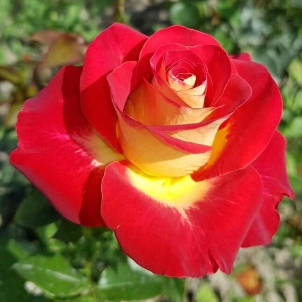 Роза чайно-гибридная Файр фокс (в тубе)