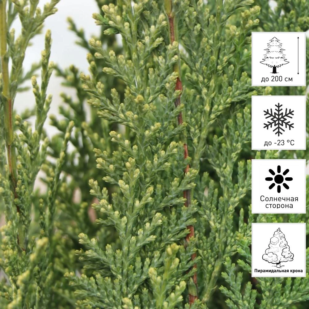 Кипарисовик Лавсона Вайт Спот d13 см h30 см