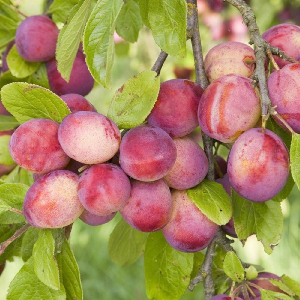 Алыча Найдена С4 h140 см