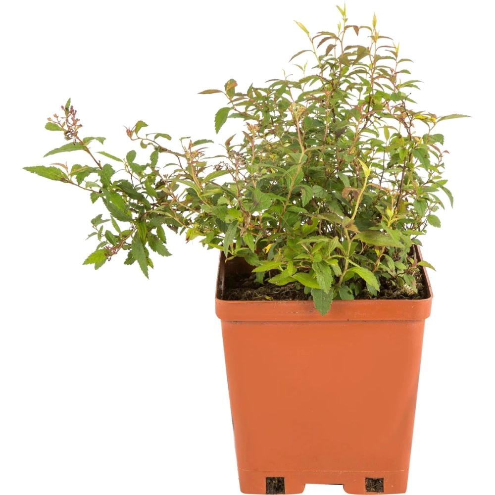 Спирея японская Сафо d17 см h30 см