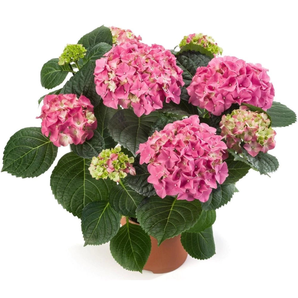 Гортензия садовая d15 см микс