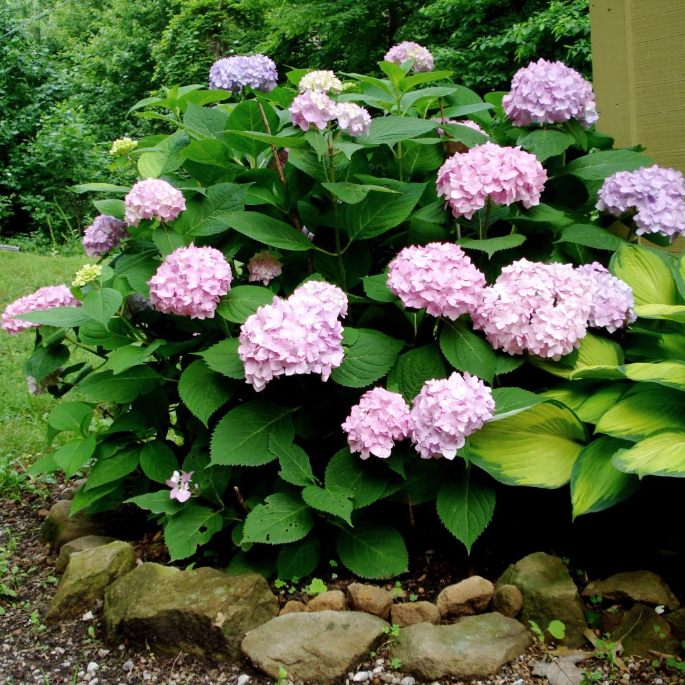 Гортензия садовая d15 см микс