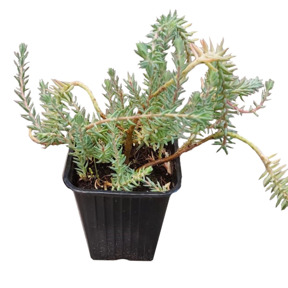 Очиток почвопокровный d9 см