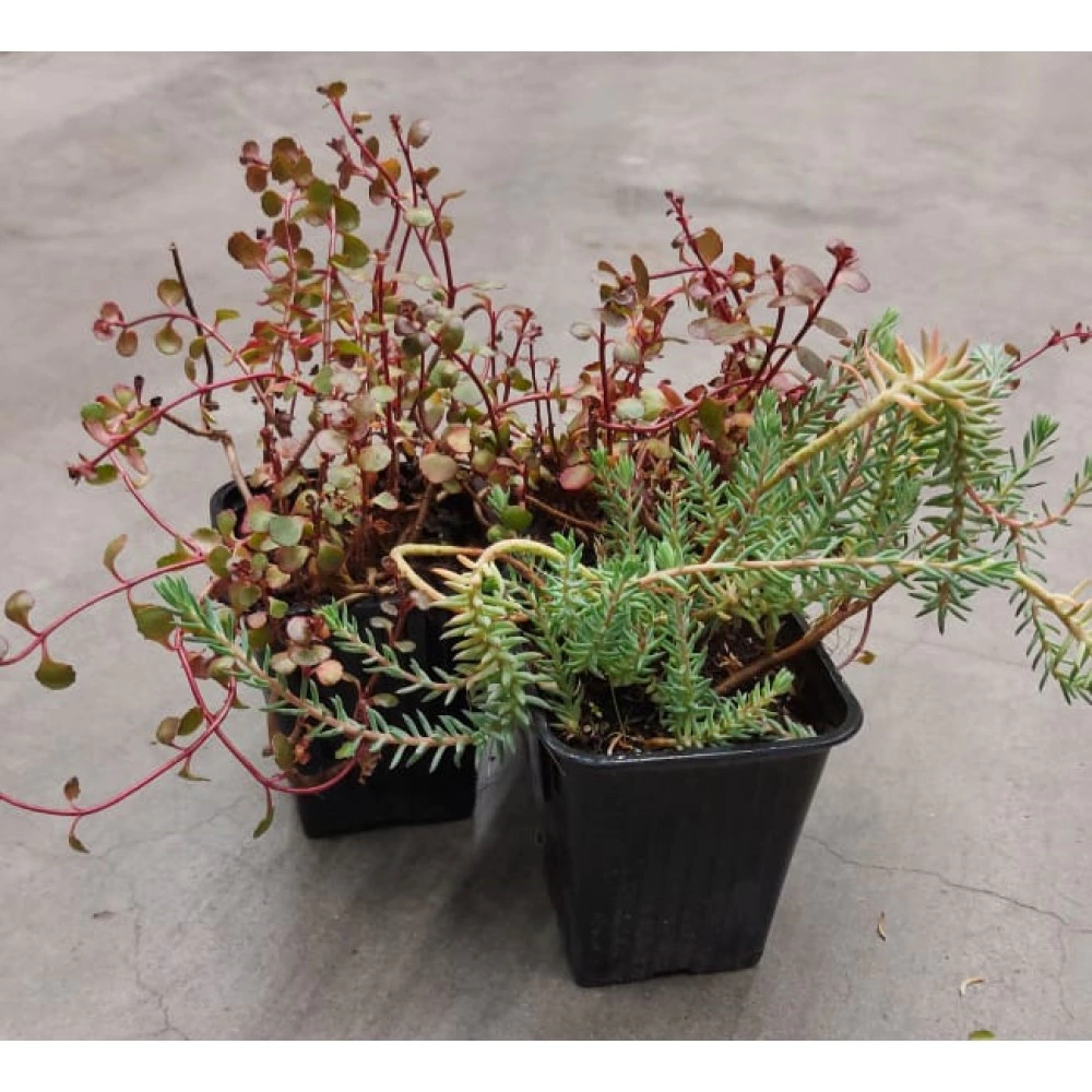 Очиток почвопокровный d9 см