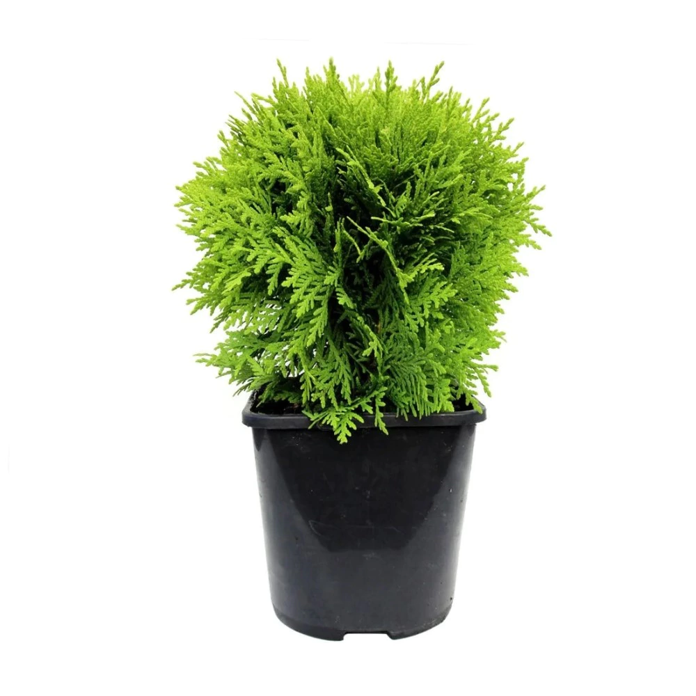 Туя западная Мириам d17/19 см h40 см