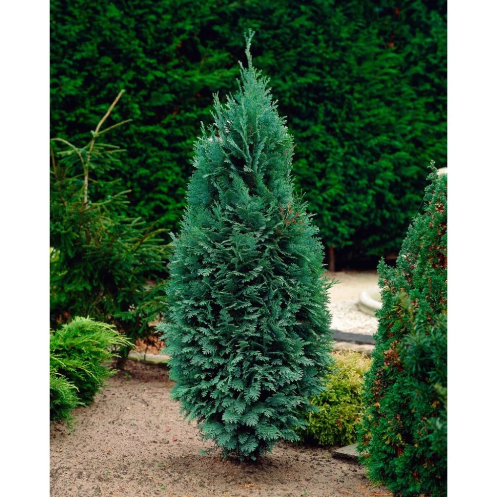 Кипарисовик Лавсона Колумнарис d17 см h45 см