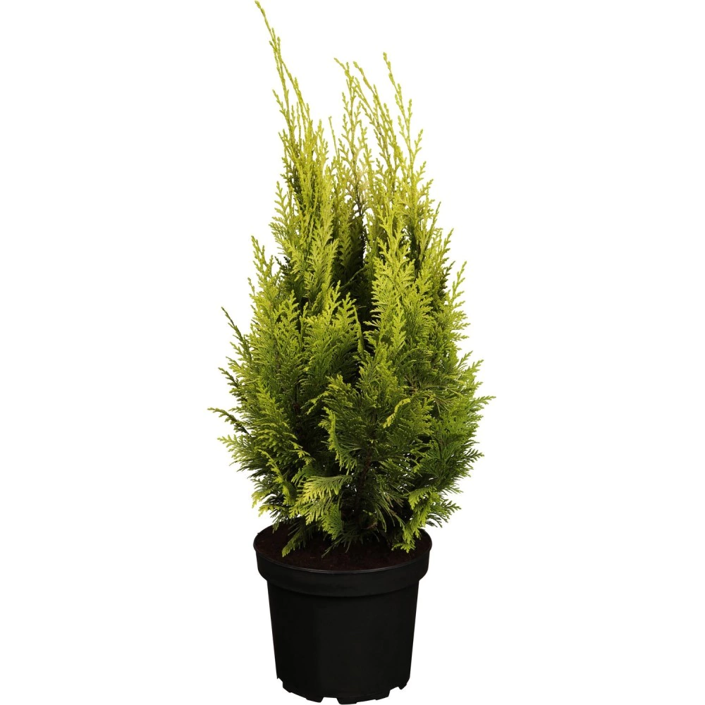 Кипарисовик Лавсона Ивонна d17 см h45 см