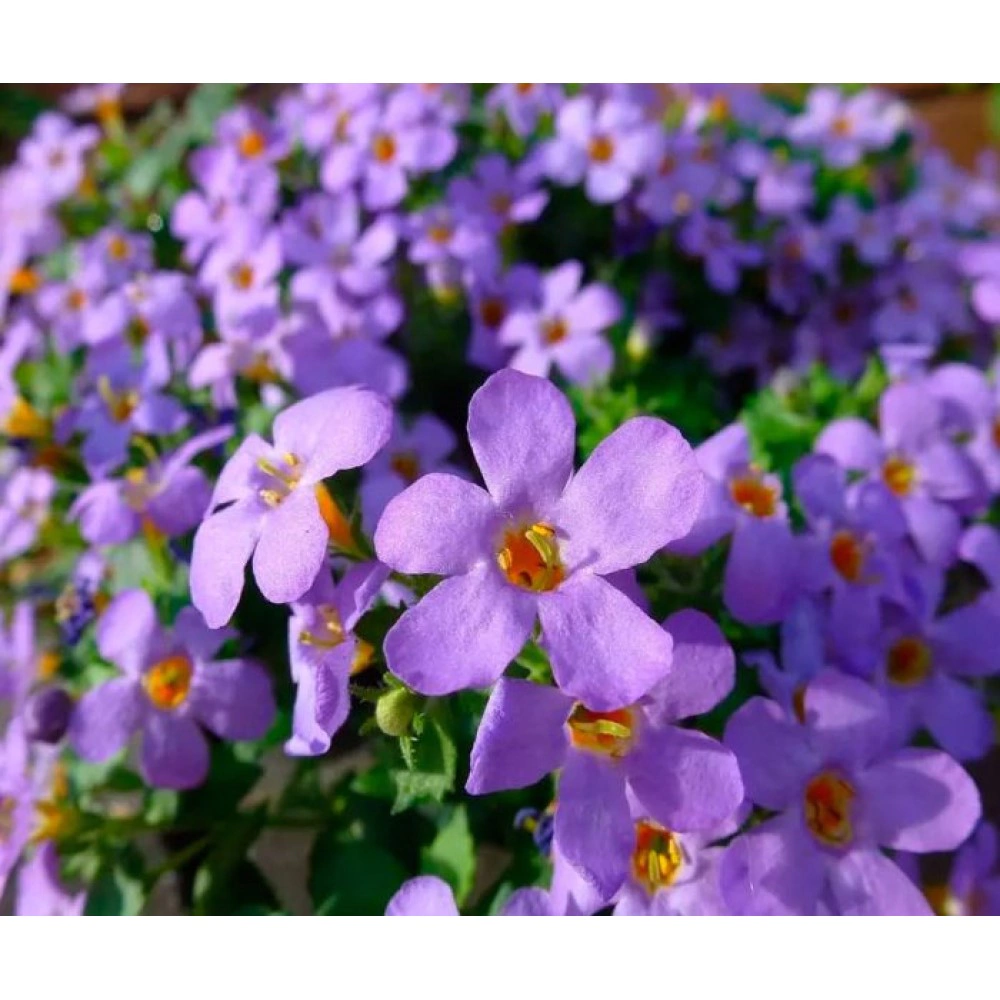 Бакопа ампельная d9-10 см