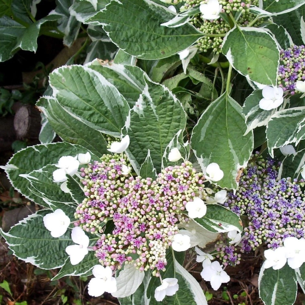 Гортензия пестролистная Альбомаргината d23 см