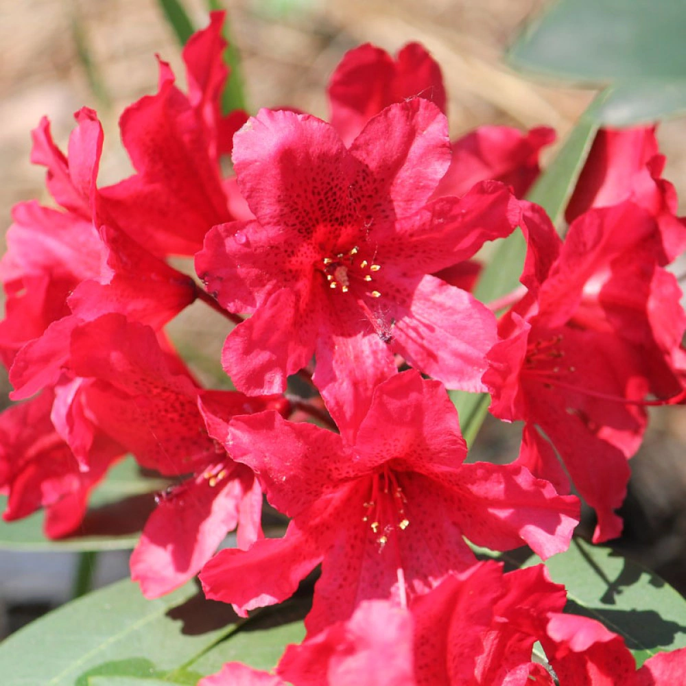 Рододендрон гибридный Тарагон d23 см h25/30 см