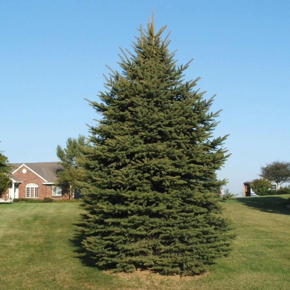 Ель европейская d19 см