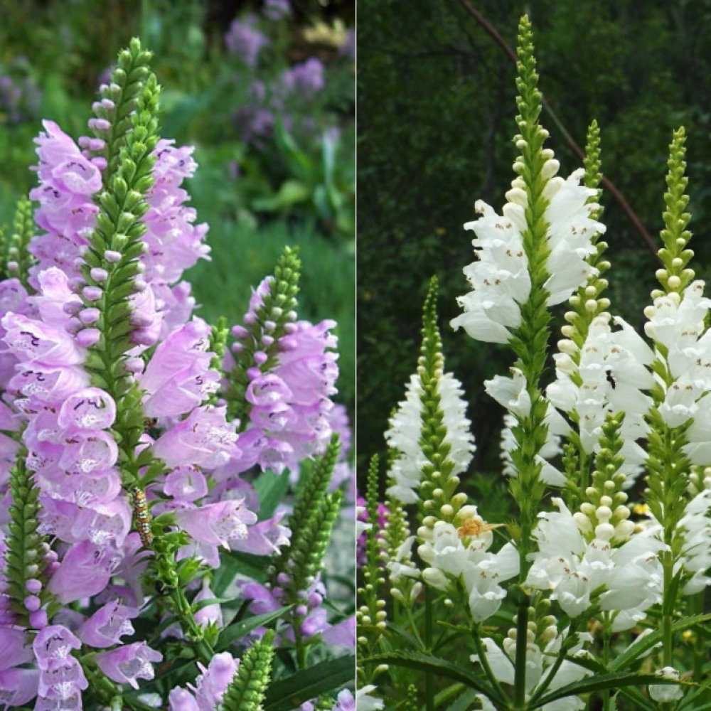 Физостегия микс d13 см