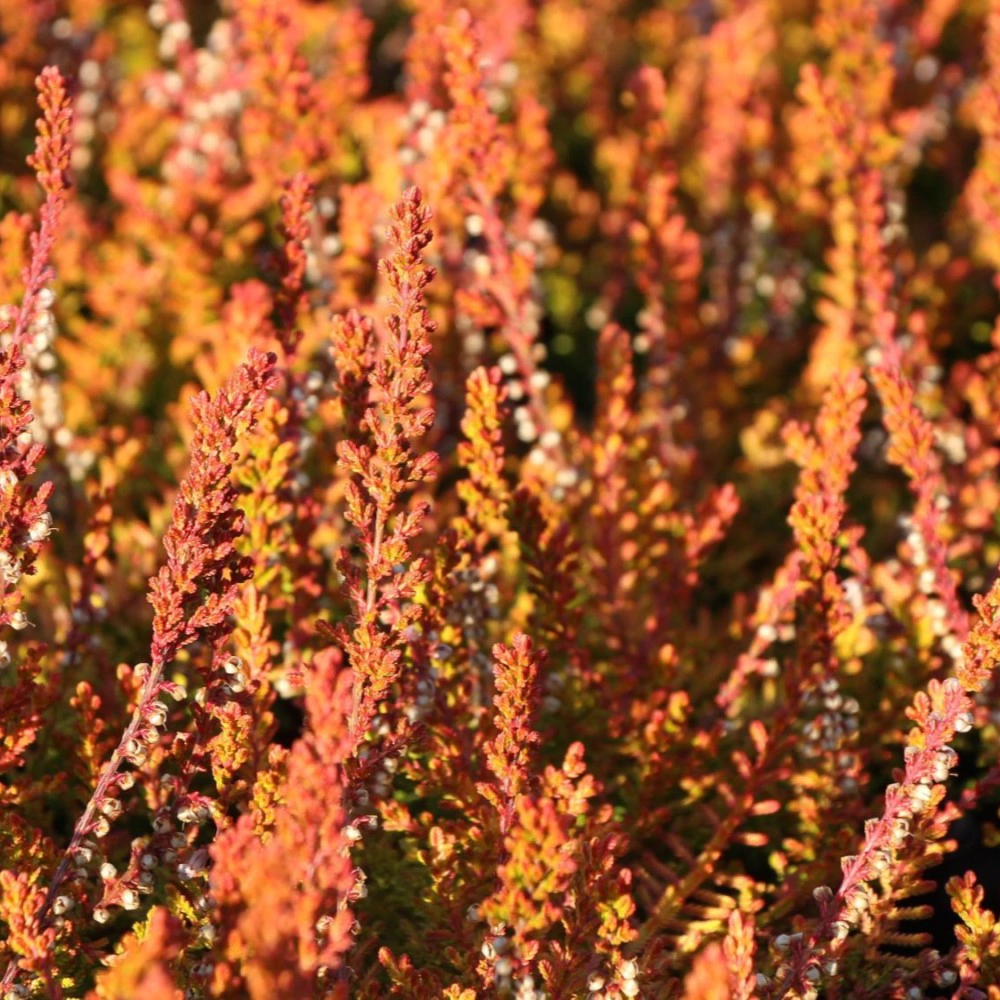 Вереск Оранж d12 см