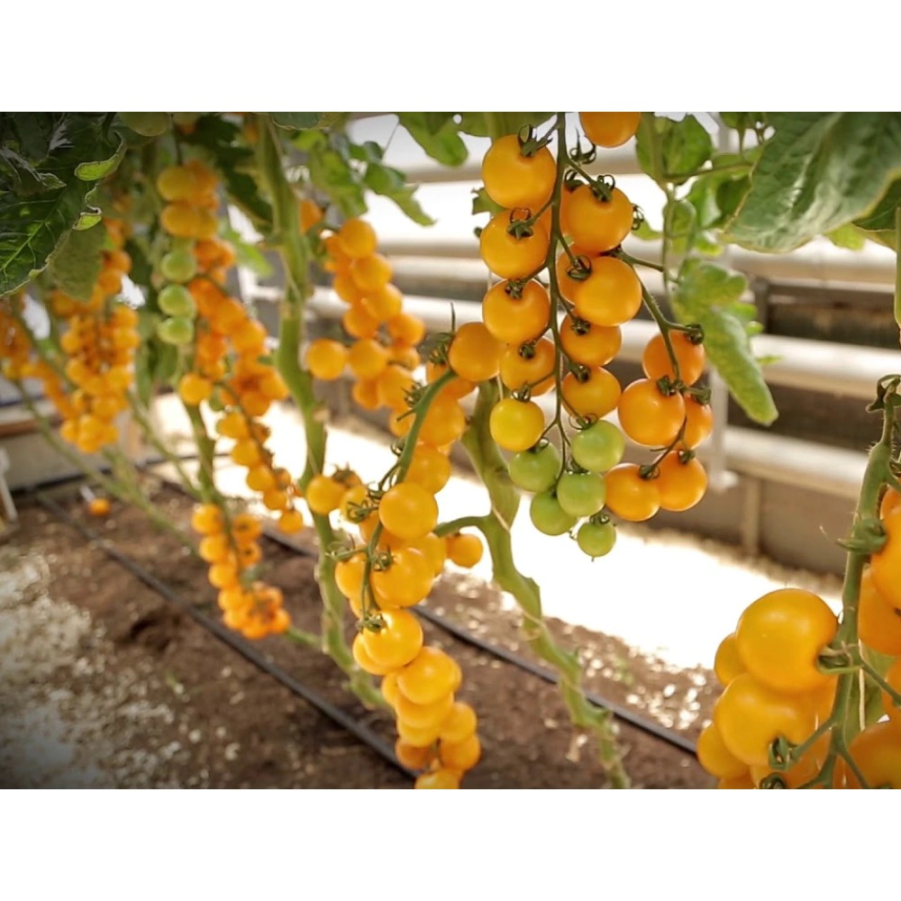 Томат черри желтый Золотой поток F1, d9 см