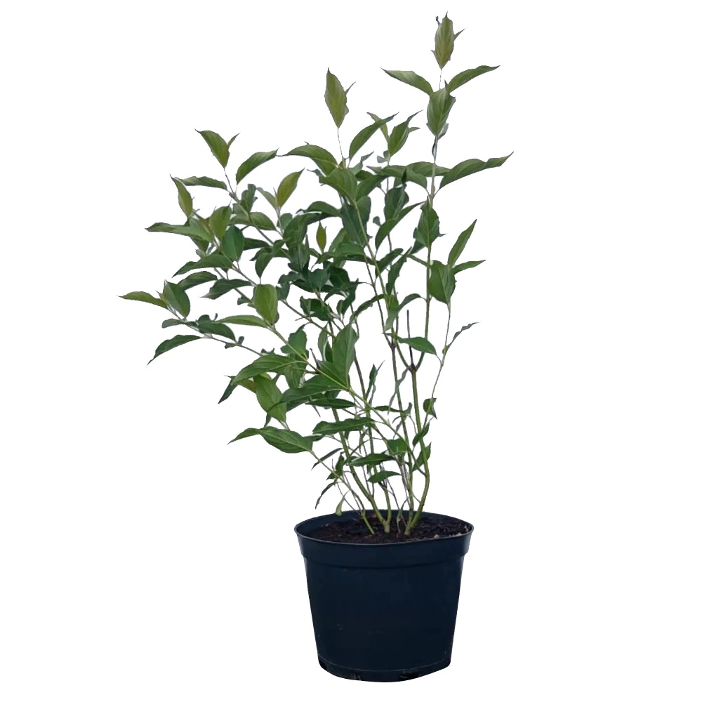 Дерен отпрысковый Флавирамея d17/19 см h40/60 см