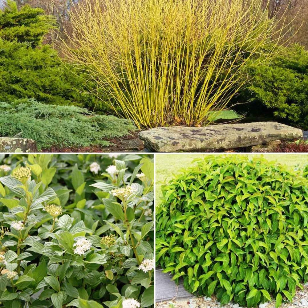 Дерен отпрысковый Флавирамея d17/19 см h40/60 см