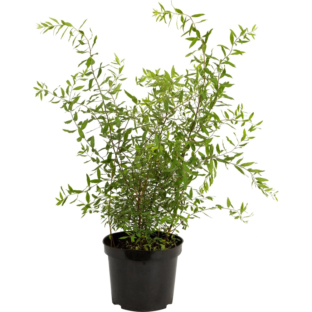 Спирея серая Грейфшейм d17/19 см h60/80 см