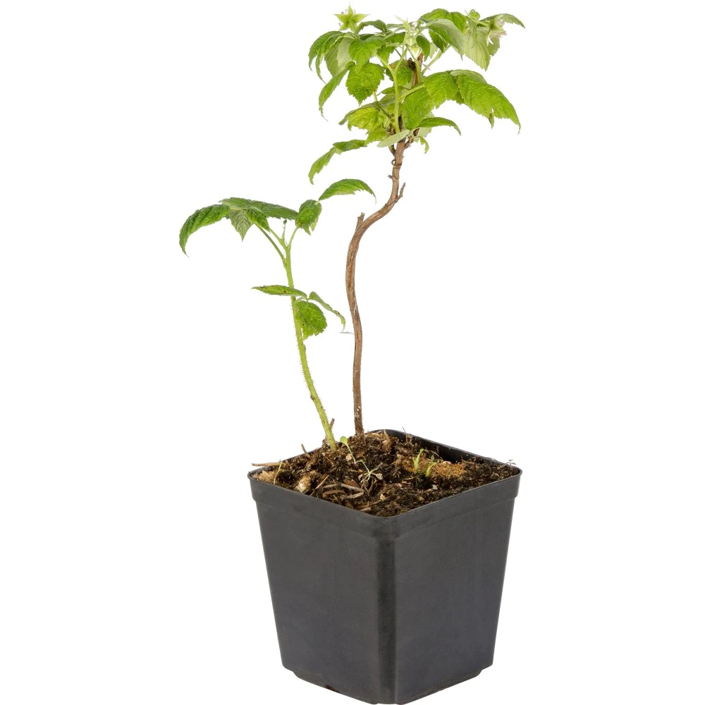 Малина Таганка d17 см