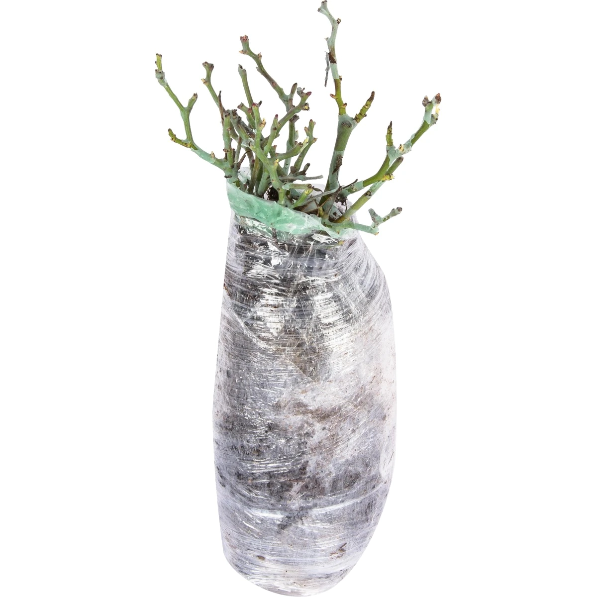 Роза плетистая/парковая/спрей микс (в тубе)