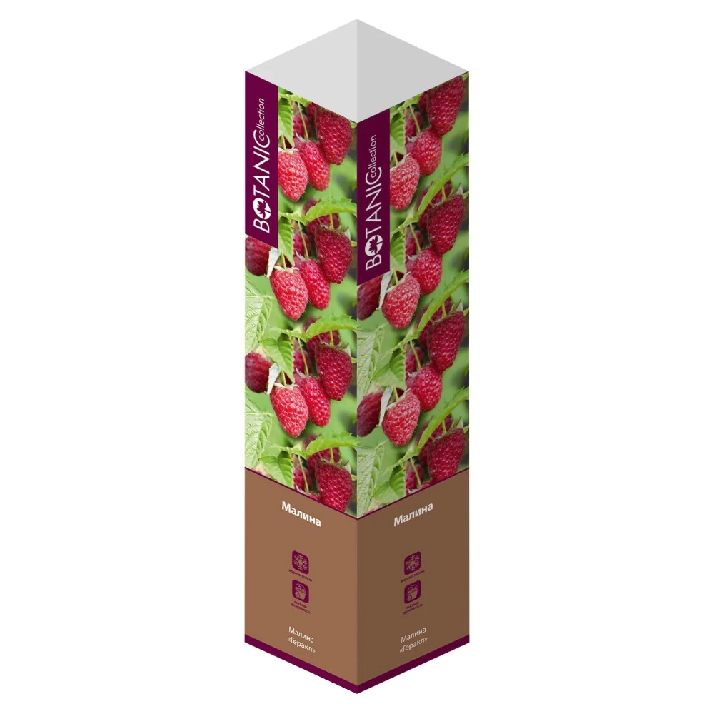 Малина Дочь Геракла ремонтантная (в тубе)