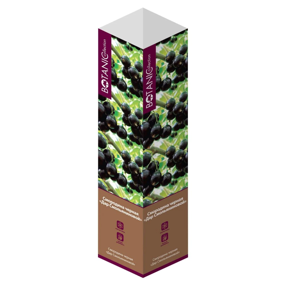 Смородина черная Дар Смольяниновой (в тубе)